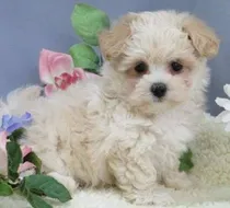 Comprar Maltipoo Cachorros 