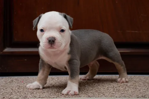 comprar Cachorro American Bully Tricolor