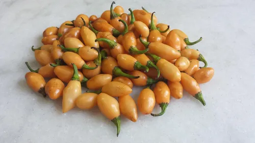 comprar Semillas De Pimienta Fidalga Capsicum Annuum Rara Y Sabrosa comprar Semillas De Pimienta Fidalga Capsicum Annuum Rara Y Sabrosa