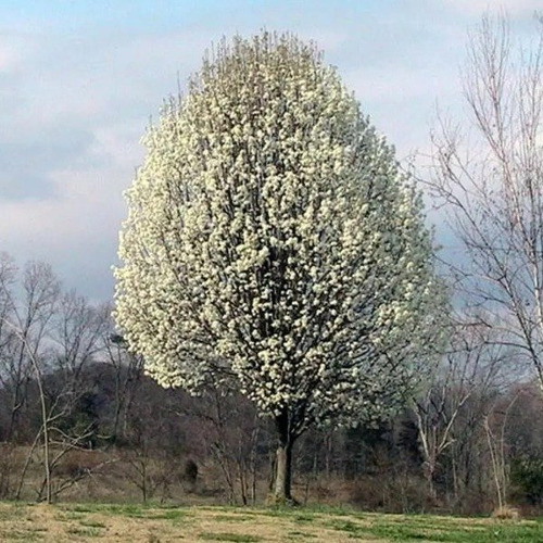 Chanticleer - Peral De Jardín - 1.80 M