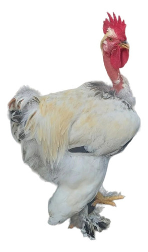 Huevos Fértil Gallinas Criollo Gigante Por Brahma X 8 Unidad