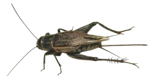 Grilos Negros Vivos Alimento Natural Para Répteis, Aves