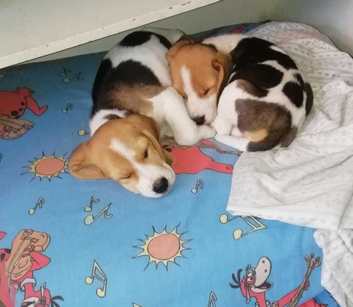 Cachorros Beagle