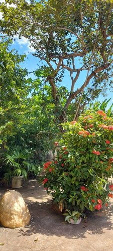 Chácara No Centro De Faria Lemos/mg Com 700m2, Com 2 Casas Uma Grande Em Alto Padrão E Uma Casa Menor, Com Piscina E Área Goumet E Pomar Com Muitas Frutas, Pronta Para Morar