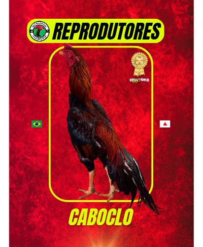 8 Ovos Galados De Galo Mura Apurados - Genética De Ponta