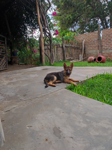 Hermosas Cachorras Pastor Aleman