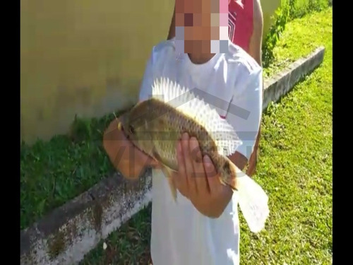 Imagem 6 de 15 de Chácara Em Formação, Com Lindo Lago Cheio De Peixes. Excelente Para Lazer!! - 405 - 70066716