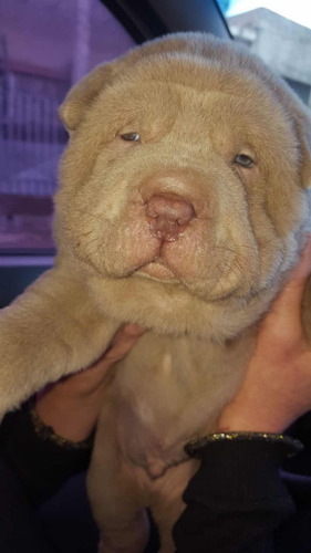 Imagen 2 de 8 de Cachorros Shar Pei