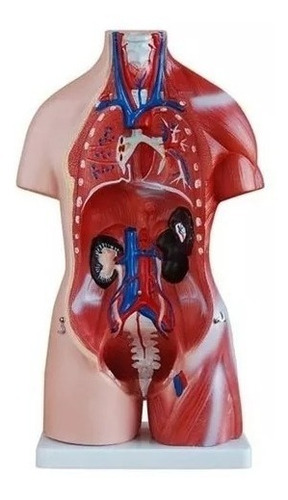 Imagen 5 de 8 de Torso Humano Disección 23 Partes 45cm