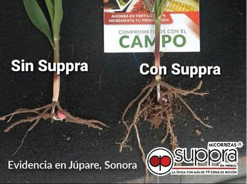 Imagen 4 de 9 de Suppra Micorrizas 2kg Inoculante Mejorador Suelos Orgánico