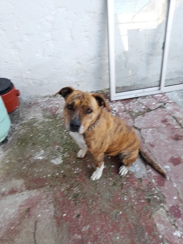 Imagen 3 de 3 de Doy Perrita Simarron
