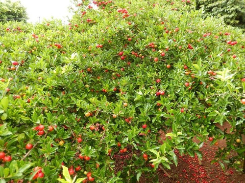 Muda De Acerola - Malpighia Emarginata Para Vasos E Bonsai !