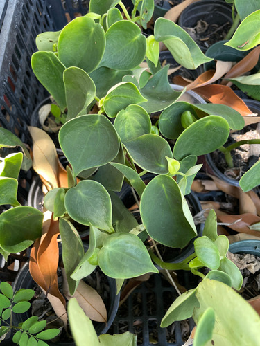 Tequelite Peperomia Peltilimba