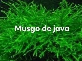 Plantas Low Tech Microsorum+elodea+musgo Java+hidrofila