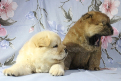 Cão Da Raça Chow Chow Porte Americano