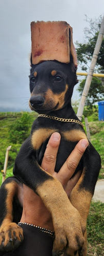 Cachorro Doberman Europeo Pura Raza Animal Pets Colombia 