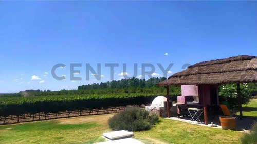 Imagen 4 de 19 de Campo Finca En Produccion Tunuyan Mendoza Valle De Uco