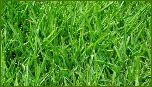 1 Kg De Semillas De Pasto Ray Grass Mejorado 