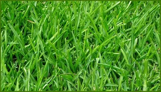 1.5 Kg De Semillas De Pasto Ray Grass Mejorado