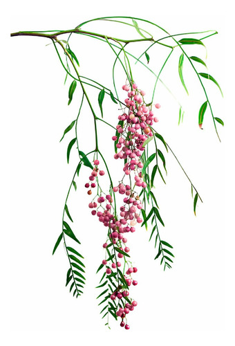 Arbol Schinus Molle Pimiento Pack De 4 Uds Gratis Solo A Rm
