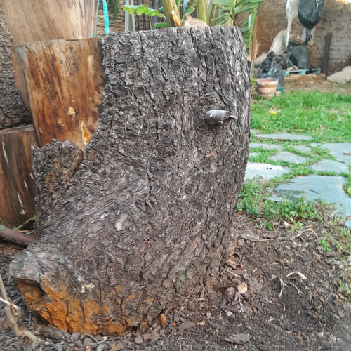 Base Mesita/ Banco De Tronco De Cedro Grande En Caballito