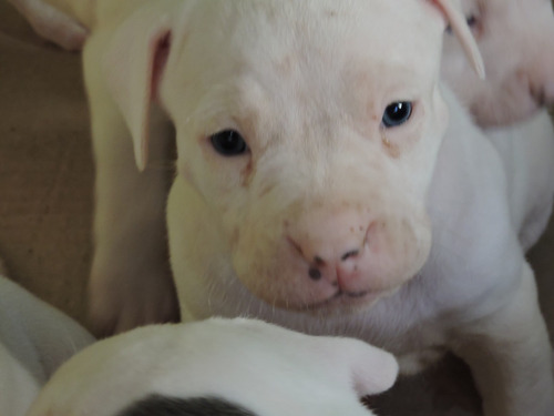 Cachorra Pit Bull White