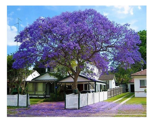 Kit 10 Unidades Jacarandá Mimoso - Jacaranda Mimosifolia