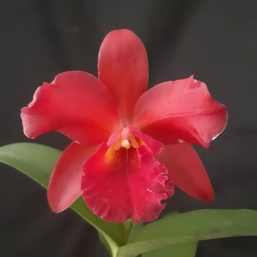 Orquídea Cattleya Vermelha - Apta A Floração | MercadoLivre