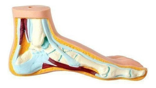 Pé 3 Modelo Anatomico Normal Chato Curvo Calcanhar Ortopedic