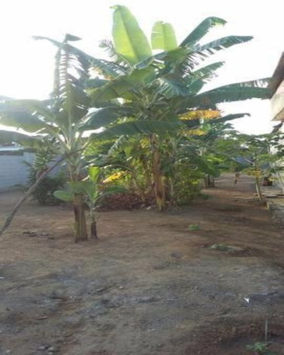Imagem 4 de 4 de Terreno - 058 - 32262579