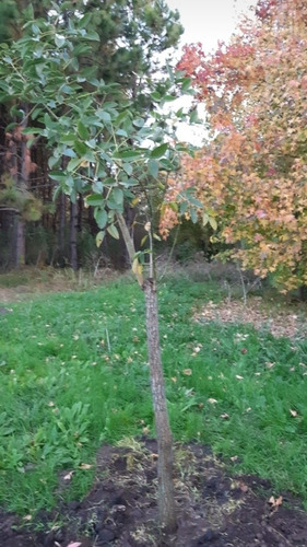 Imagen 10 de 18 de Chacra Mercedes (1,5 Hectareas) Único Por Su Forestación