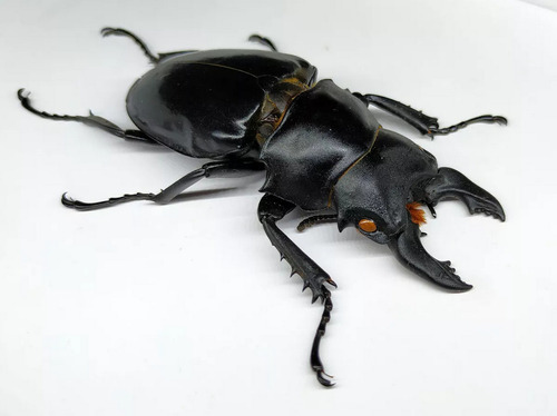 Entomología Insectos Disecados Escarabajos Grandes
