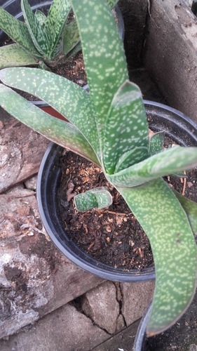 Suculenta Gasteria Verrucosa Plantas Crasas