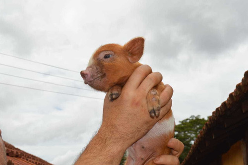 Mini Pig Micro Porco