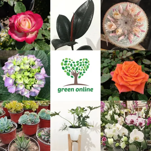 Bulbos De Dalias Importadas Green Online Vivero