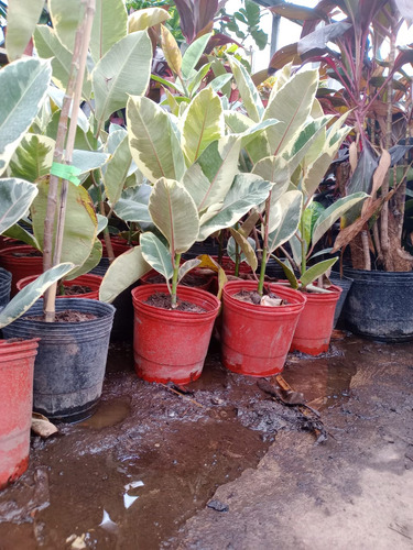 Ficus Elastica O Gomero Variedad De Tamaños