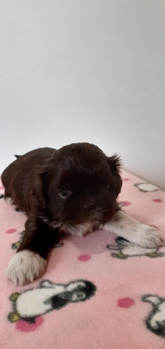 Imagem 2 de 5 de Shih Tzu Seu Melhor 1400