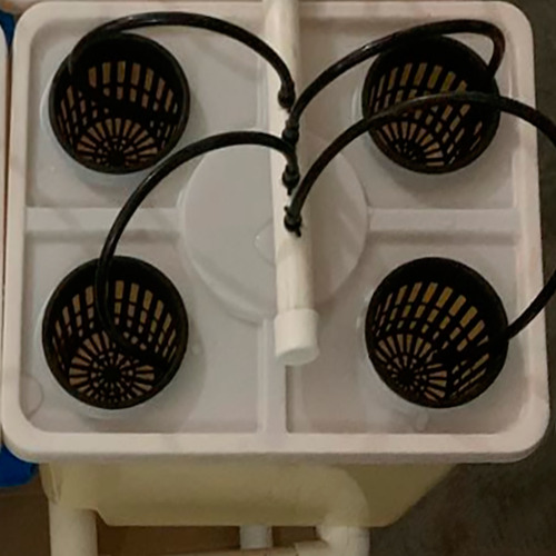 Lyine - Sistema Hidropónico De Tomate - 9 Cubos Holandeses.