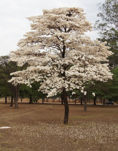 Mini Planta De Guayacán Blanco Pequeña Bonsái U Ornamental.