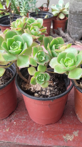 Aeonium Haworthii