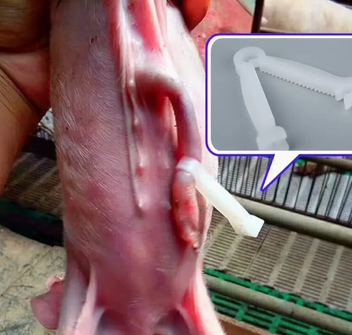 Clip Broche Cordón Umbilical Becerro Cerdo