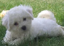 Comprar French Poodle Mini Toy