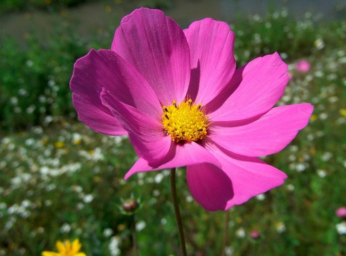 150 Semillas Orgánicas De Flor Coreopsis