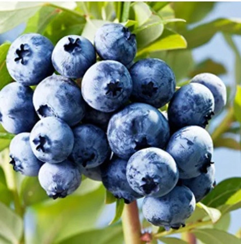 20 Semillas Blue Berry Arándano Azul Dulce (Usado)