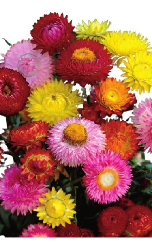3 Mil Sementes Da Flor Sempre Viva Dobrada Cores Sortidas | Parcelamento  sem juros