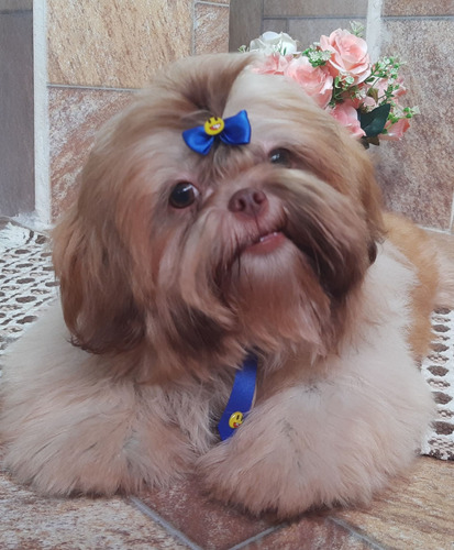 Shih Tzu 