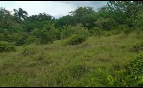 Vendo Está Finca En Samana Aun Kilómetro De La Playa 