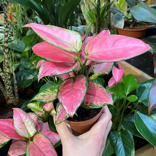 Aglaonema Rosa