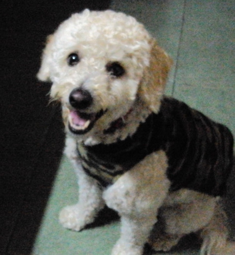 Imagen 4 de 9 de Alojamiento Individual Para Perros Pequeños En Casa Familia