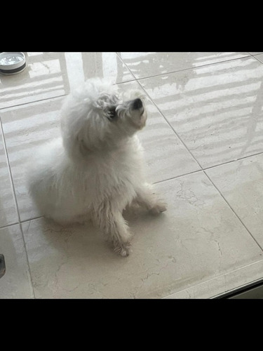 Imagen 2 de 2 de El Mosuraa De Perritos En Oferta